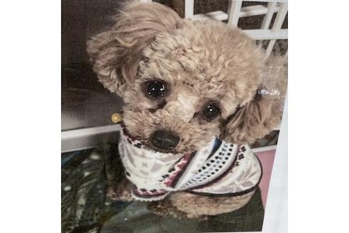 販売中のトイプードルの親犬