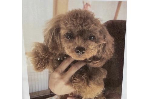 販売中のトイプードルの親犬