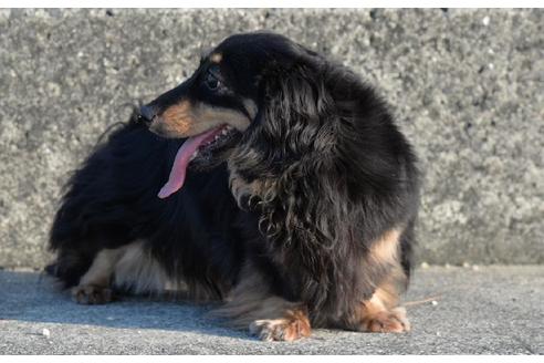 販売中のミニチュアダックスフンド(ロングヘアード)の親犬