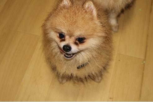 販売中のポメラニアンの親犬