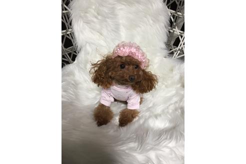 販売中のティーカッププードルの親犬