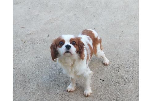 販売中のキャバリアキングチャールズスパニエルの親犬