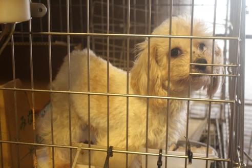 販売中のトイプードルの親犬