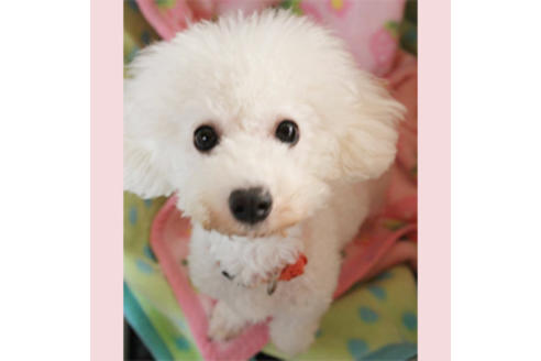 販売中のミックス犬の親犬