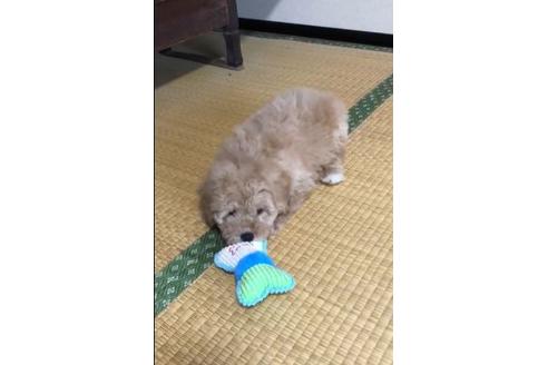 青森県のミディアムプードル 男の子 10 29生まれ 可愛い甘えん坊な子です 子犬id ブリーダーナビ