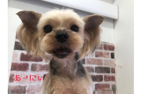 販売中のヨークシャーテリアの親犬