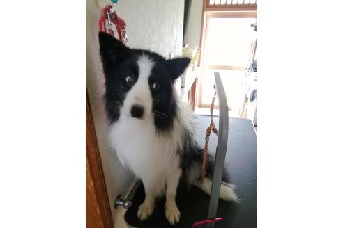販売中のボーダーコリーの親犬
