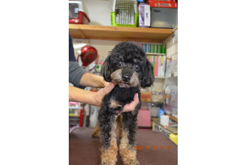 販売中のティーカッププードルの親犬