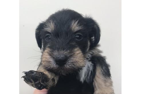 北海道のミックス犬 女の子 11 03生まれ 父親mシュナウザー 母親ジャックラッセルの女の子です 子犬id ブリーダーナビ 北海道のミックス犬 女の子 11 03生まれ 父親mシュナウザー 母親ジャックラッセルの女の子です 子犬id ブリーダーナビ