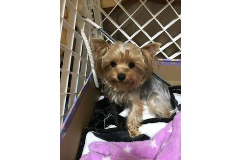販売中のヨークシャーテリアの親犬