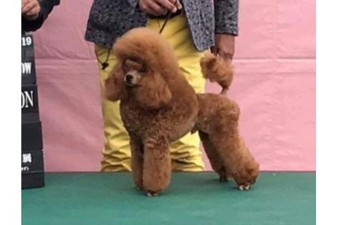 販売中のトイプードルの親犬