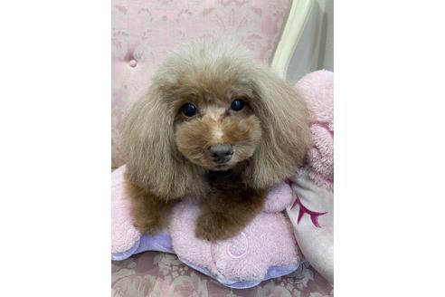 販売中のティーカッププードルの親犬