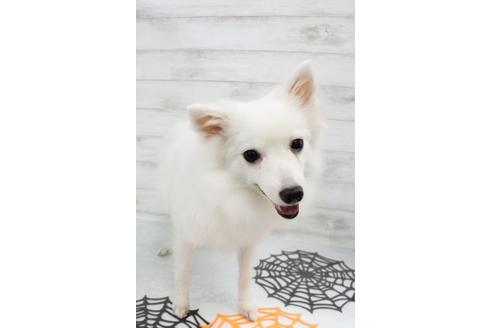 販売中の日本スピッツの親犬