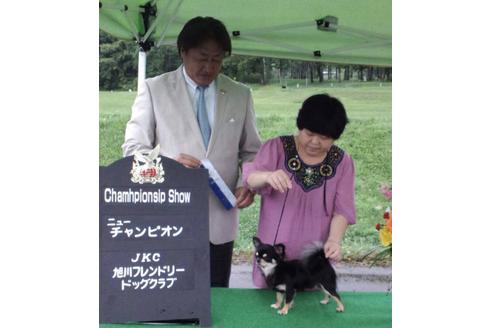 販売中のチワワ(ロングコート)の親犬