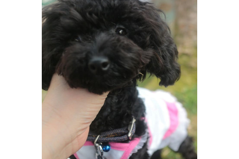販売中のタイニープードルの親犬