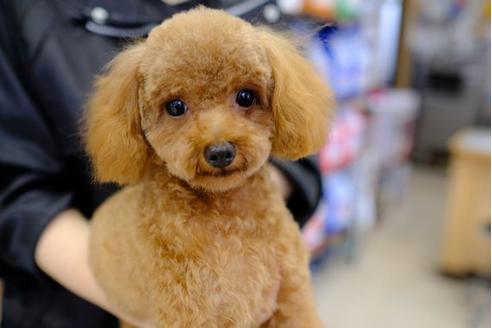 販売中のトイプードルの親犬