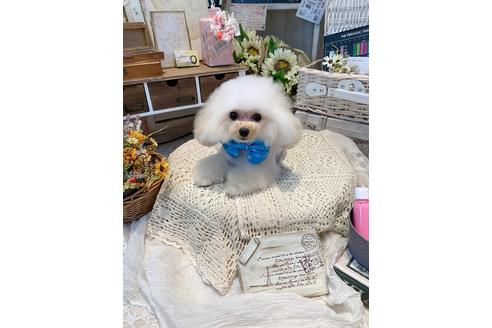 販売中のティーカッププードルの親犬