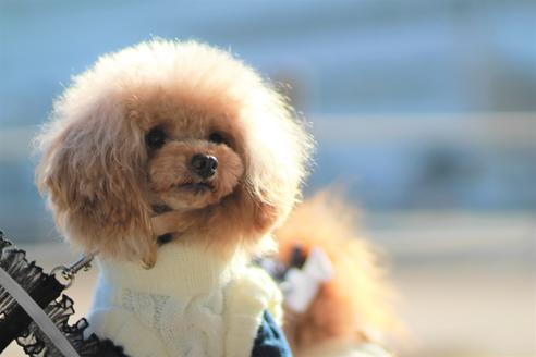 販売中のトイプードルの親犬
