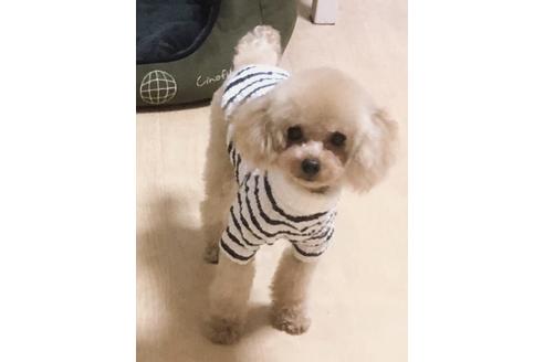 販売中のティーカッププードルの親犬