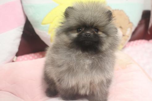 奈良県でポメラニアンの子犬を探す ブリーダーナビ