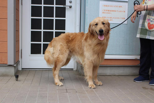 販売中のゴールデンレトリーバーの親犬