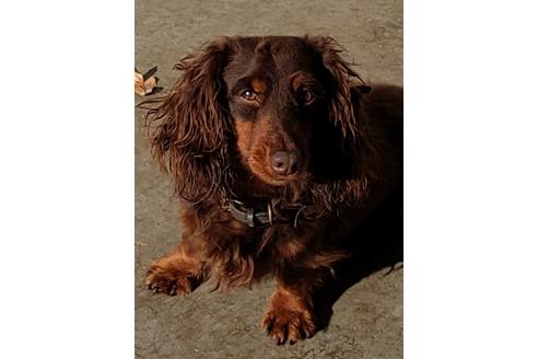 販売中のミニチュアダックスフンド(ロングヘアード)の親犬