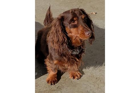 販売中のミニチュアダックスフンド(ロングヘアード)の親犬