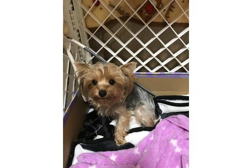販売中のヨークシャーテリアの親犬