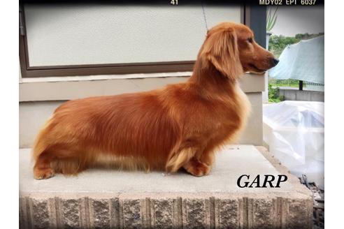 販売中のミニチュアダックスフンド(ロングヘアード)の親犬
