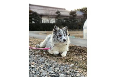 販売中のボーダーコリーの親犬