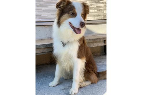 販売中のボーダーコリーの親犬