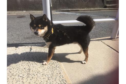 販売中の豆柴の親犬