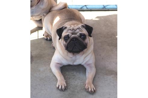 販売中のパグの親犬