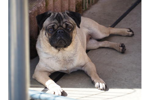 販売中のパグの親犬