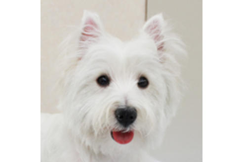 販売中のウエストハイランドホワイトテリア(ウエスティ)の親犬