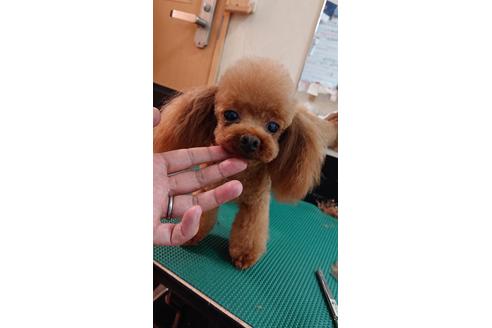 販売中のミックス犬の親犬