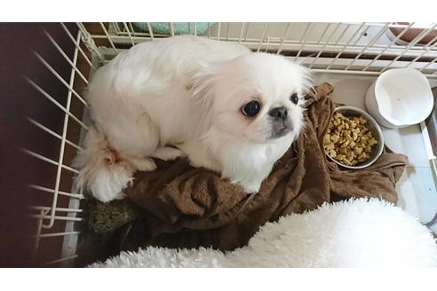 販売中のミックス犬の親犬