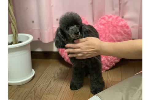 販売中のティーカッププードルの親犬