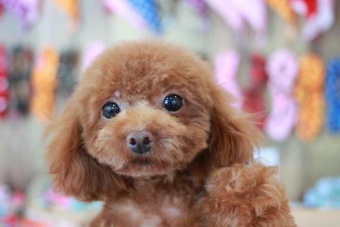 販売中のトイプードルの親犬