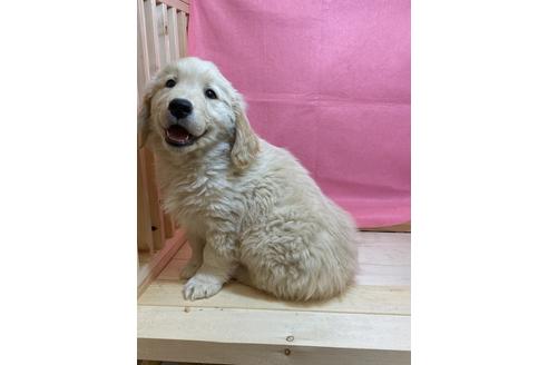 ゴールデンレトリーバーの子犬を探す ブリーダーナビ