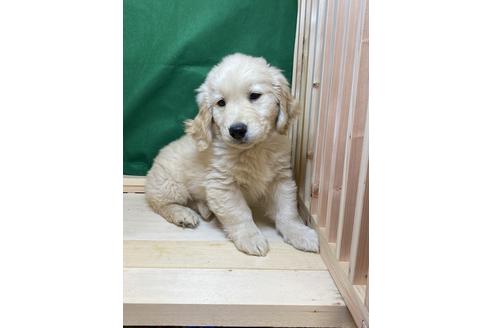 ゴールデンレトリーバーの子犬を探す ブリーダーナビ