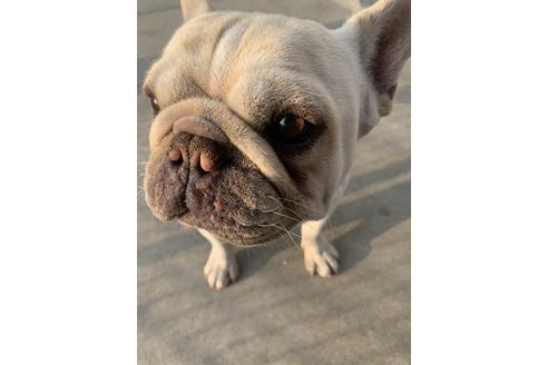 販売中のフレンチブルドッグの親犬