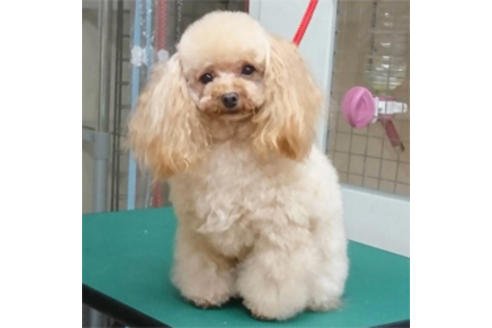 販売中のチワプー:チワワ×トイプードルの親犬