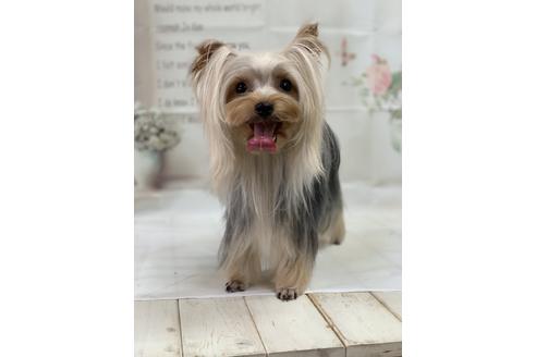 販売中のヨークシャーテリアの親犬