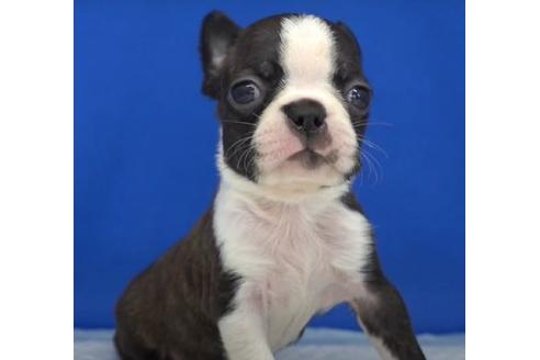 愛知県のボストンテリア 男の子 12 05生まれ 兄妹の中で一番小さな子です 子犬id ブリーダーナビ