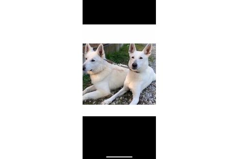 販売中のホワイトシェパードの親犬