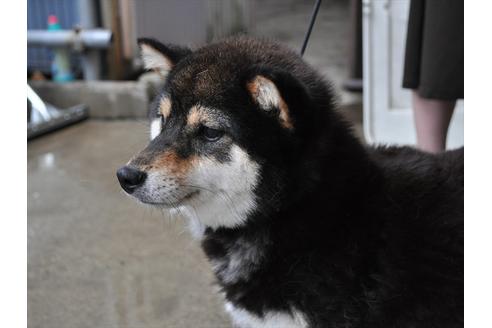 販売中の柴犬の親犬