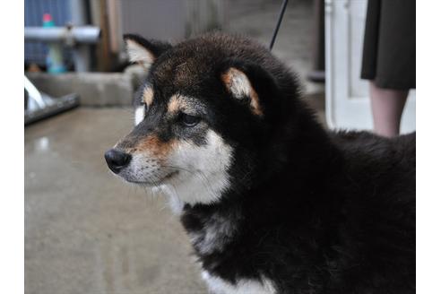 販売中の柴犬の母親