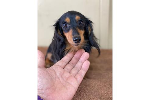 販売中のカニンヘンダックスフンド(ロングヘアード)の親犬