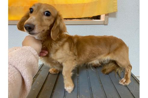販売中のミニチュアダックスフンド(ロングヘアード)の親犬